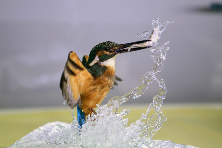 图片3.png 图片3.png