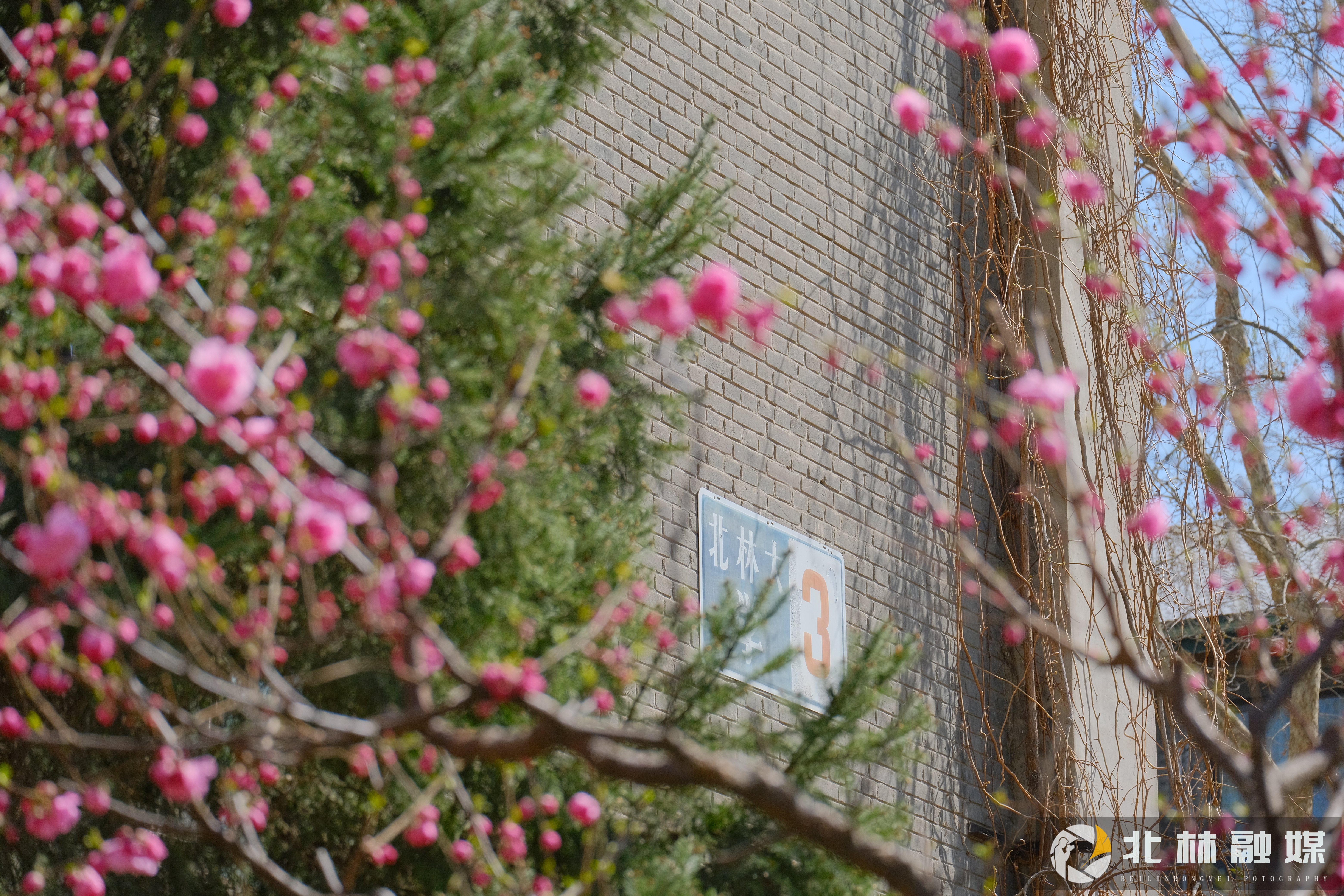 北林融媒-春景.jpg