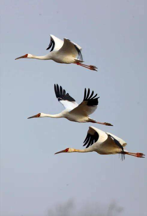 图片1.png 图片1.png